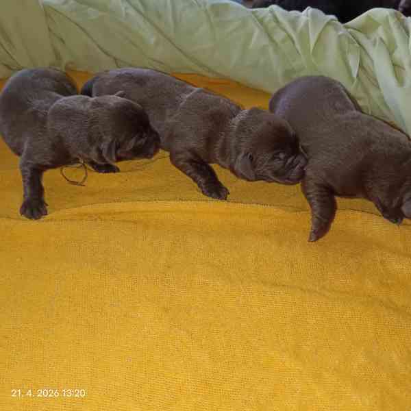 Labradorský retrívr štěňátka s PP  - foto 5