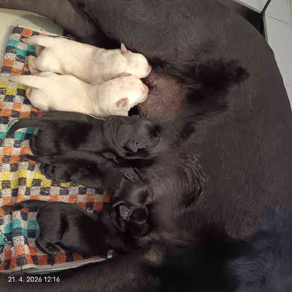 Labradorský retrívr štěňátka s PP  - foto 3