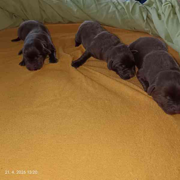 Labradorský retrívr štěňátka s PP  - foto 4