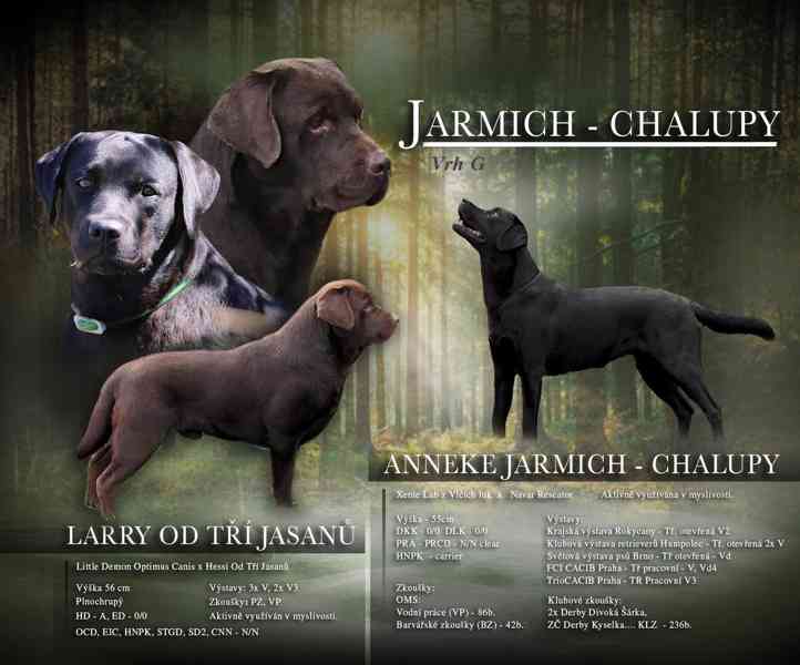 Labradorský retrívr štěňátka s PP  - foto 1