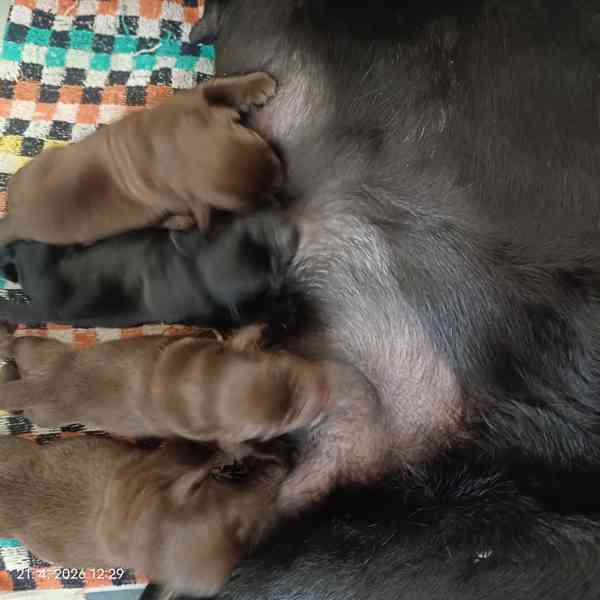 Labradorský retrívr štěňátka s PP  - foto 2