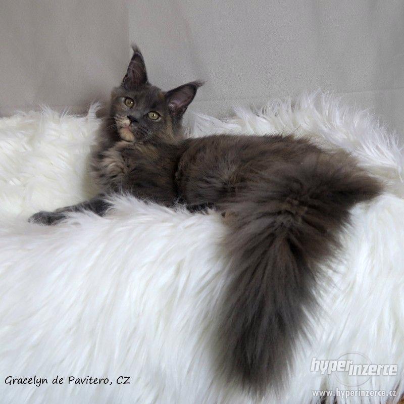 Mainská mývalí kočička s PP - foto 1