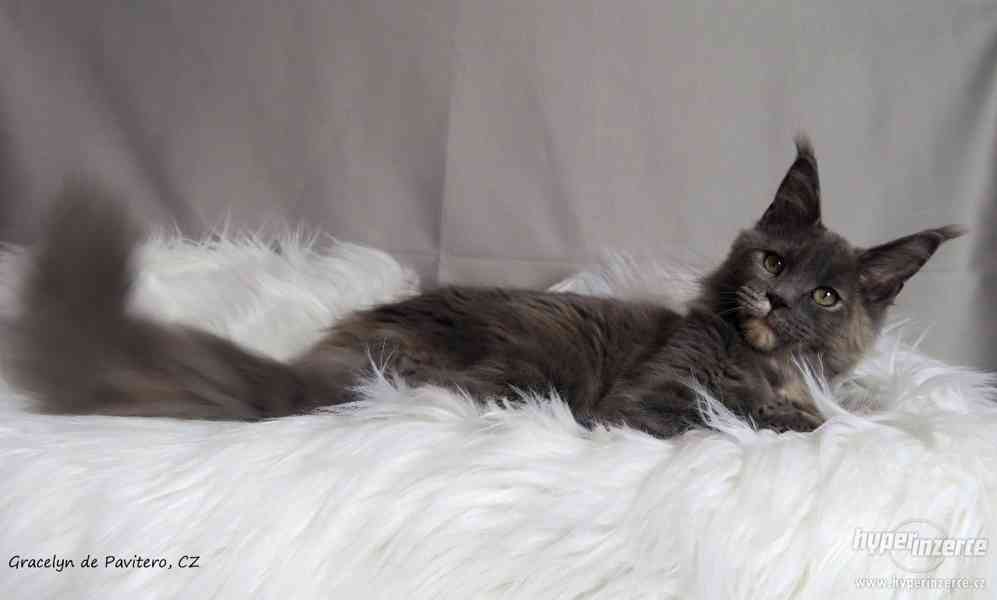 Mainská mývalí kočička s PP - foto 2