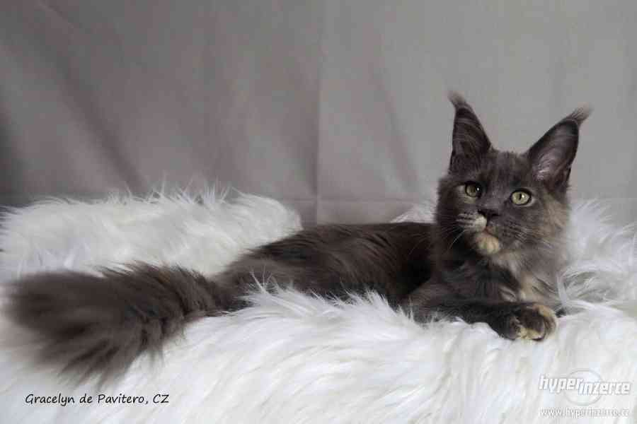 Mainská mývalí kočička s PP - foto 3