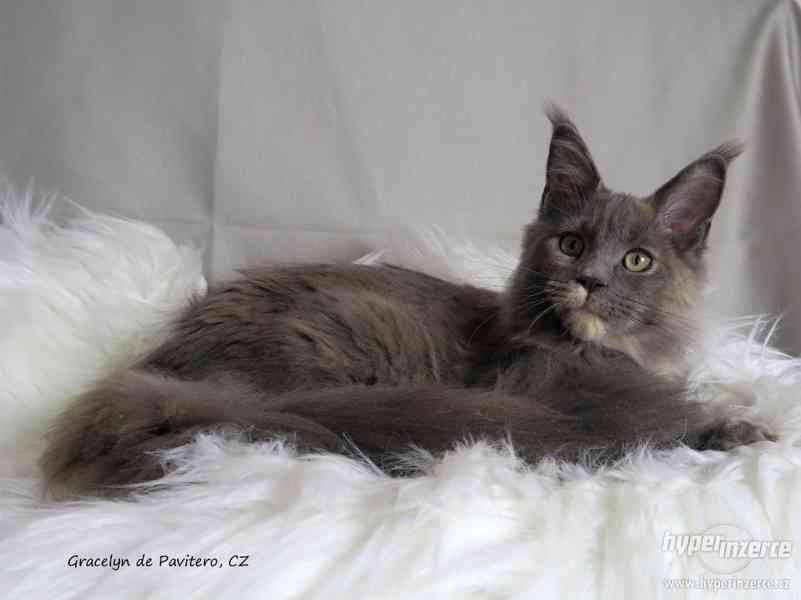 Mainská mývalí kočička s PP - foto 4