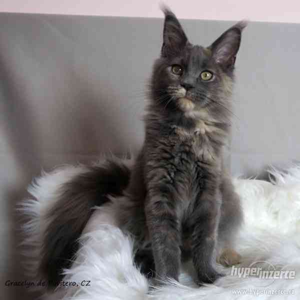 Mainská mývalí kočička s PP - foto 5