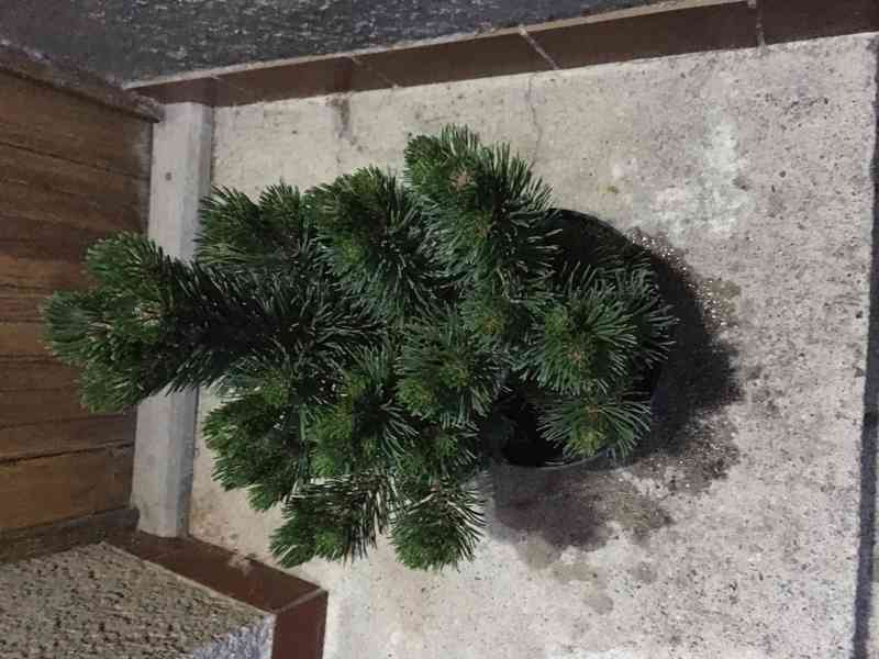 Borovice Pinus mugo Ježek - foto 8