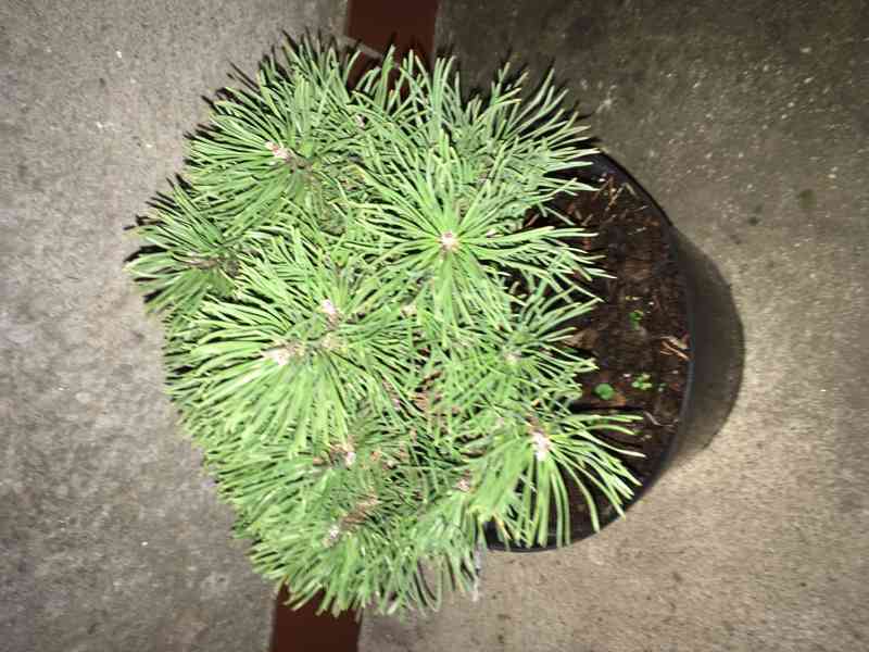 Borovice Pinus mugo Ježek