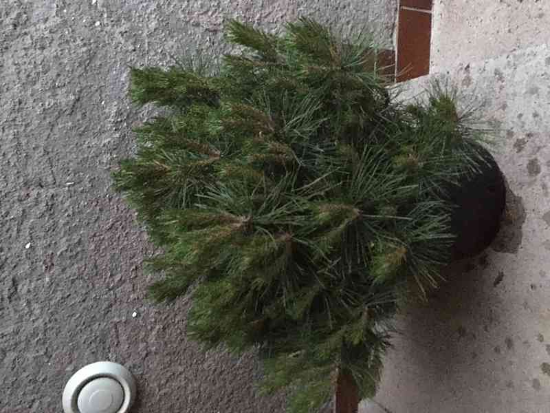 Borovice Pinus mugo Ježek - foto 7