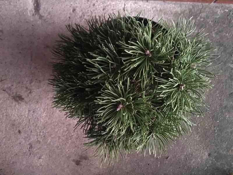 Borovice Pinus mugo Ježek - foto 3