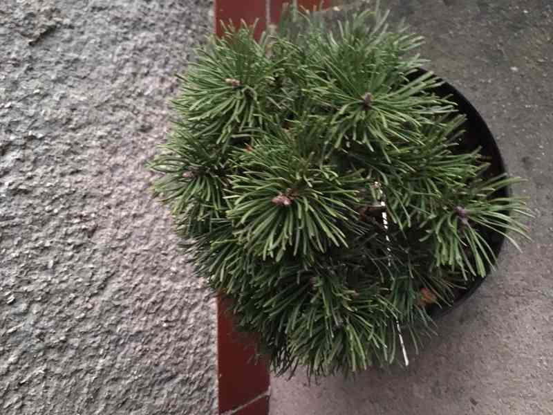 Borovice Pinus mugo Ježek - foto 2