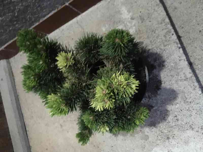 Borovice Pinus mugo Ježek - foto 9