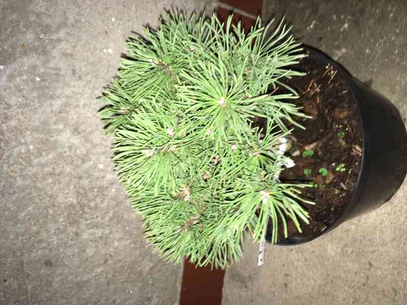 Borovice Pinus mugo Ježek - foto 4