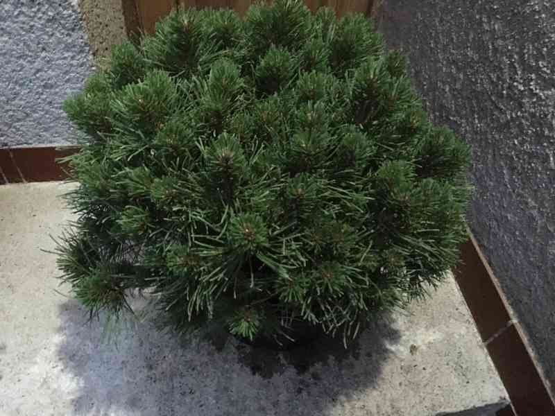 Borovice Pinus mugo Ježek - foto 6