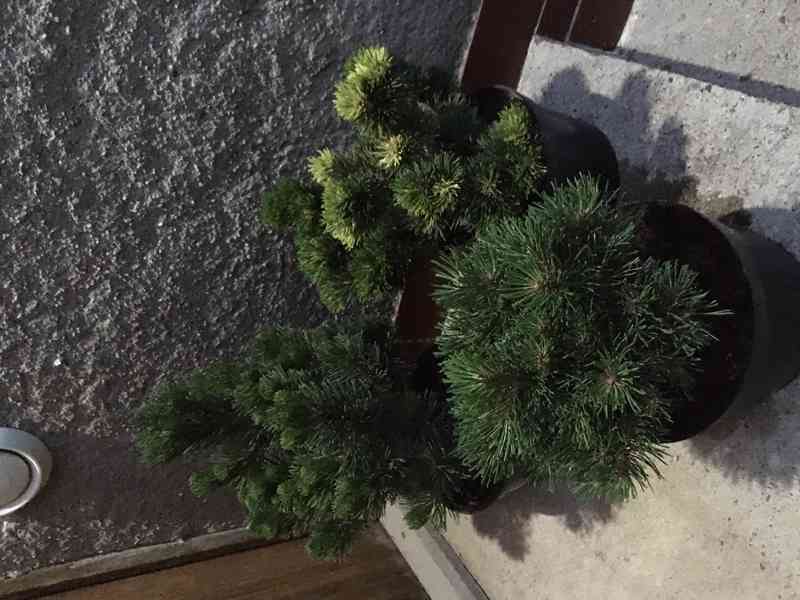 Borovice Pinus mugo Ježek - foto 5