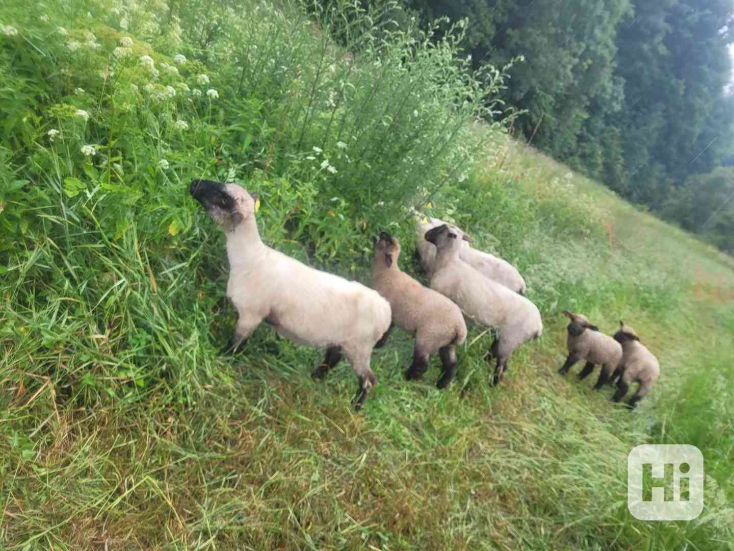 Plemenné ovce Oxford Down  - foto 1
