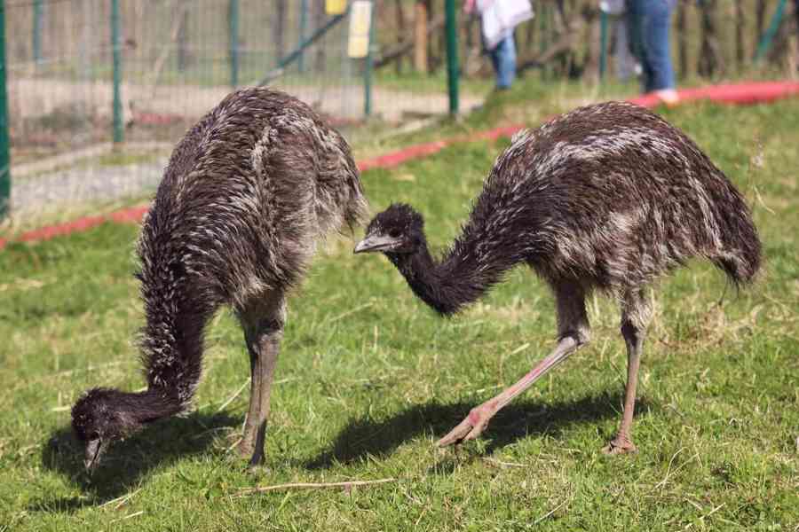 Emu hnědý - samec - foto 2