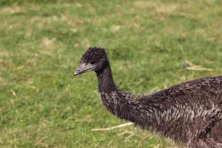 Emu hnědý - samec - foto 3