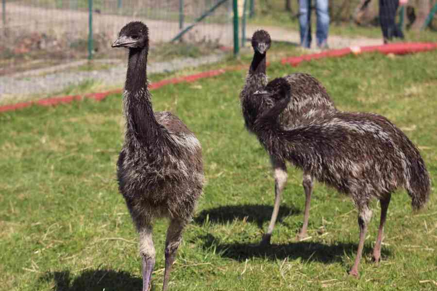 Emu hnědý - samec - foto 4