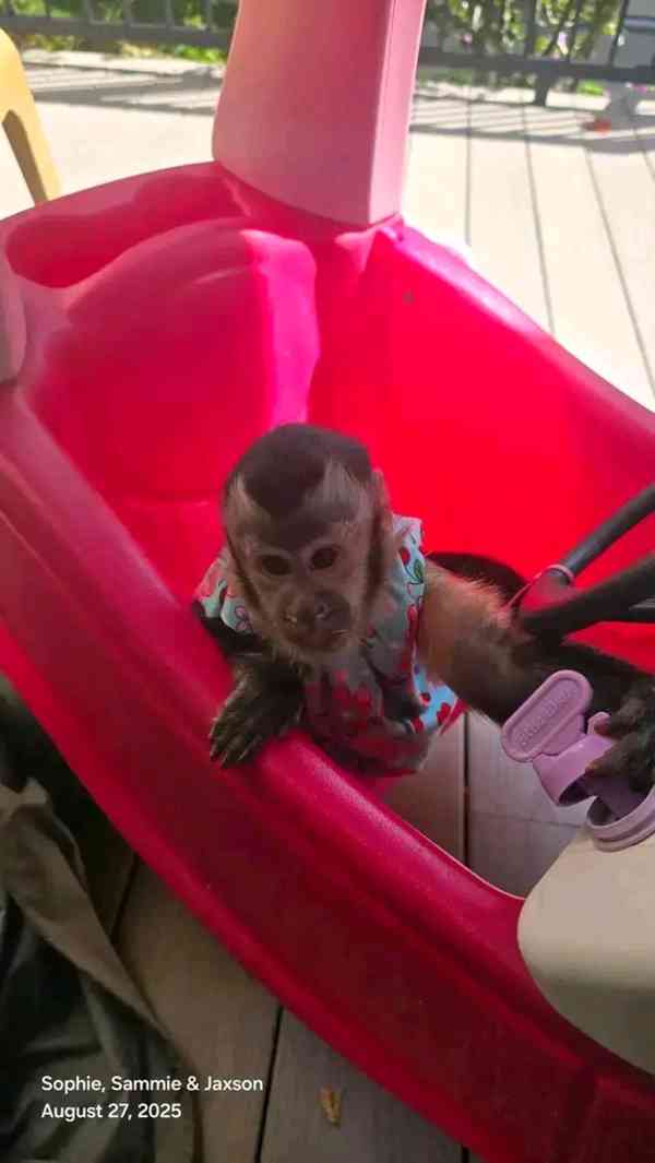  Klidné a roztomilé kapucínské opice - foto 1