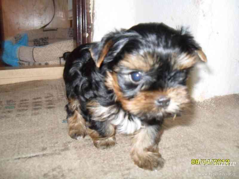 Jorkšírský teriér standart a mini, pejsci - foto 1