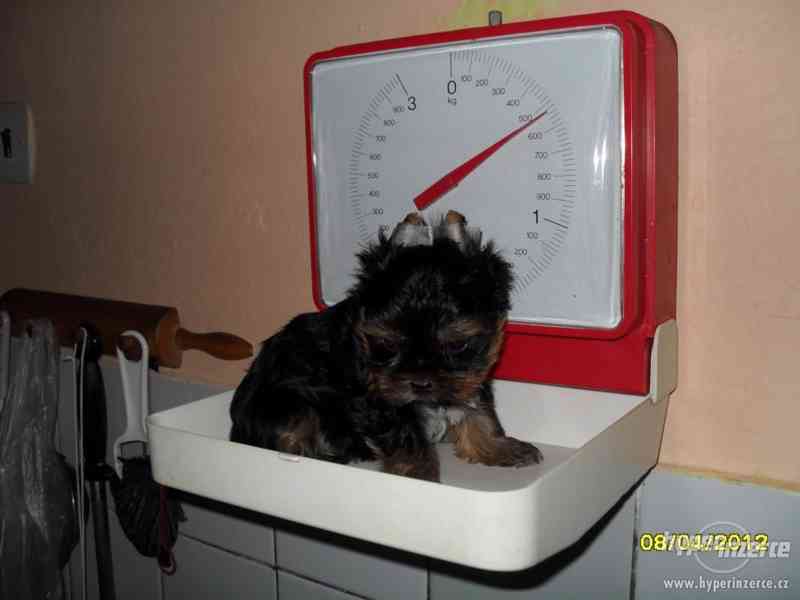 Jorkšírský teriér standart a mini, pejsci - foto 4