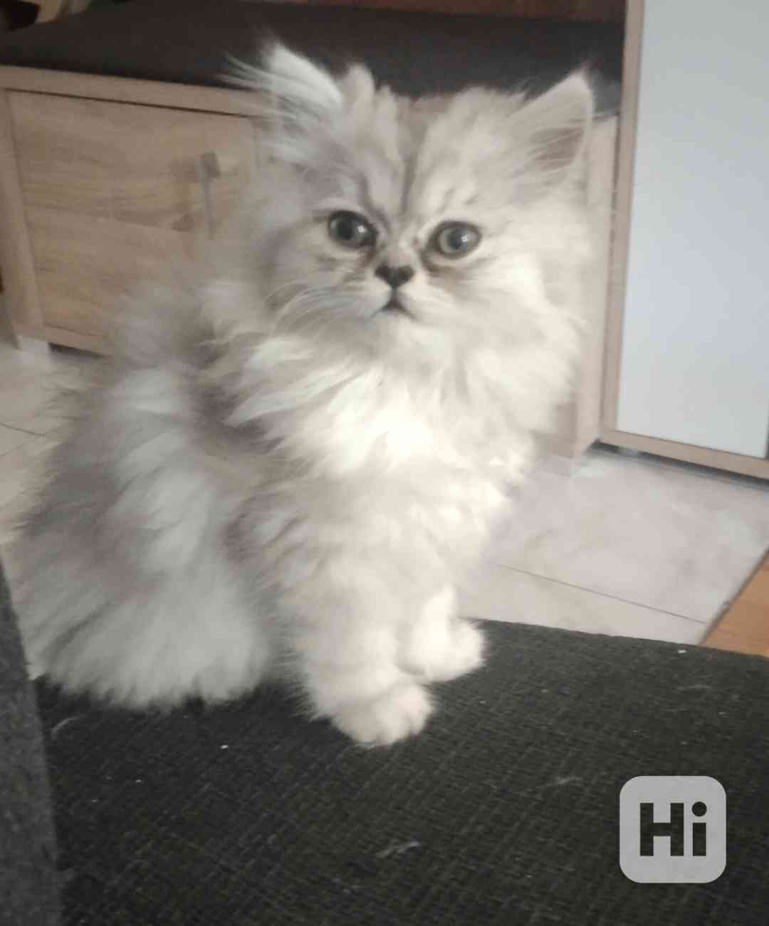 Perská holcička-koťátko - foto 1