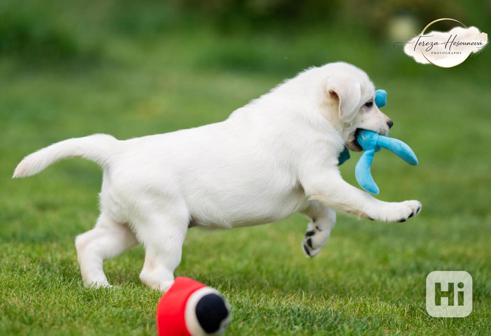 LABRADOR RETRIEVER – sněhobílá holčička právě k odběru - foto 1