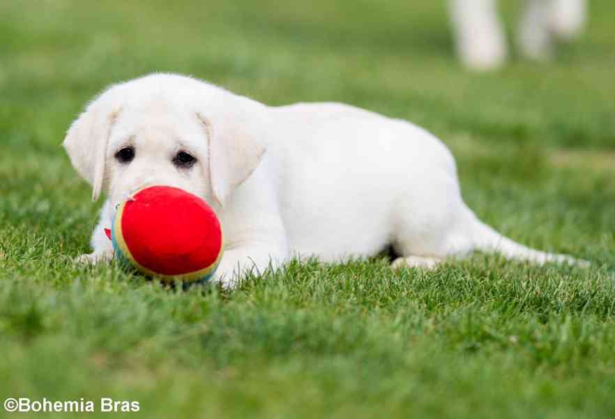LABRADOR RETRIEVER – sněhobílá holčička právě k odběru - foto 2