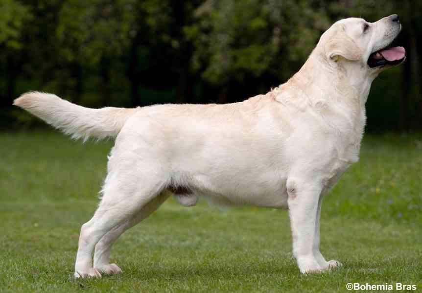 LABRADOR RETRIEVER – sněhobílá holčička právě k odběru - foto 9