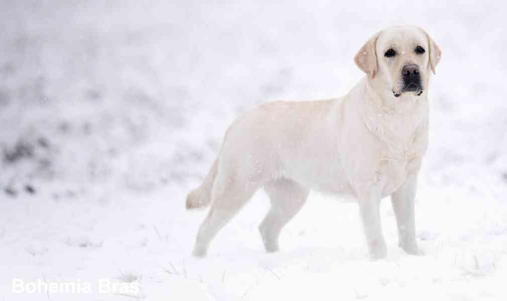 LABRADOR RETRIEVER – sněhobílá holčička právě k odběru - foto 10