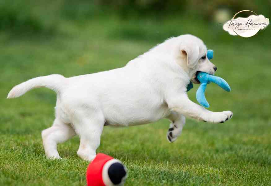LABRADOR RETRIEVER – sněhobílá holčička právě k odběru