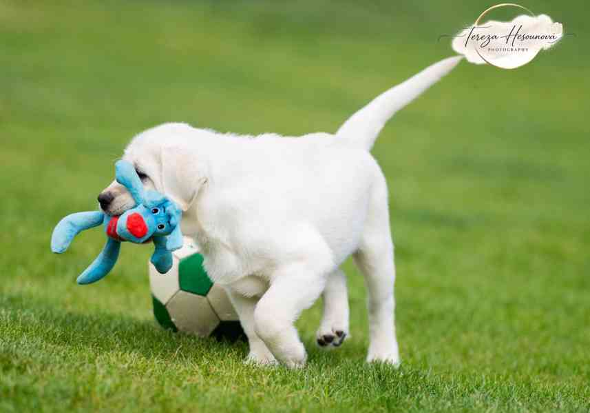 LABRADOR RETRIEVER – sněhobílá holčička právě k odběru - foto 3