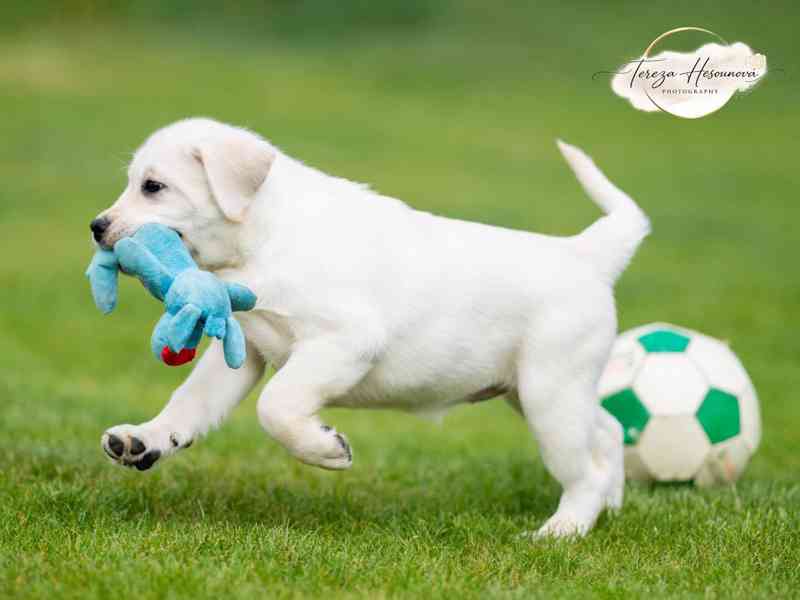 LABRADOR RETRIEVER – sněhobílá holčička právě k odběru - foto 6