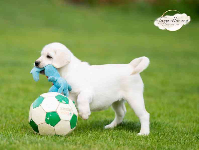 LABRADOR RETRIEVER – sněhobílá holčička právě k odběru - foto 7