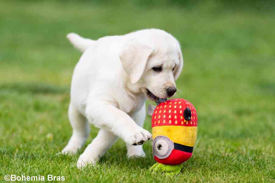LABRADOR RETRIEVER – sněhobílá holčička právě k odběru - foto 5