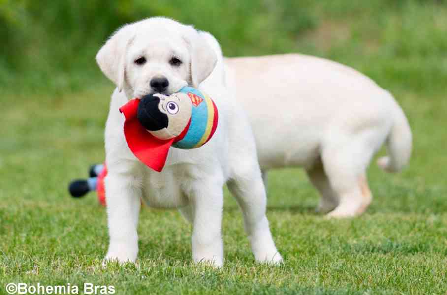 LABRADOR RETRIEVER – sněhobílá holčička právě k odběru - foto 4