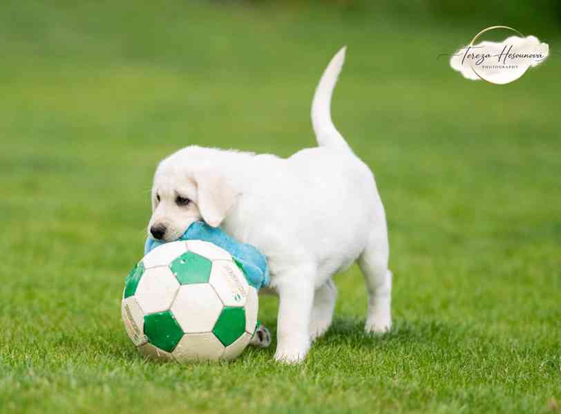 LABRADOR RETRIEVER – sněhobílá holčička právě k odběru - foto 8