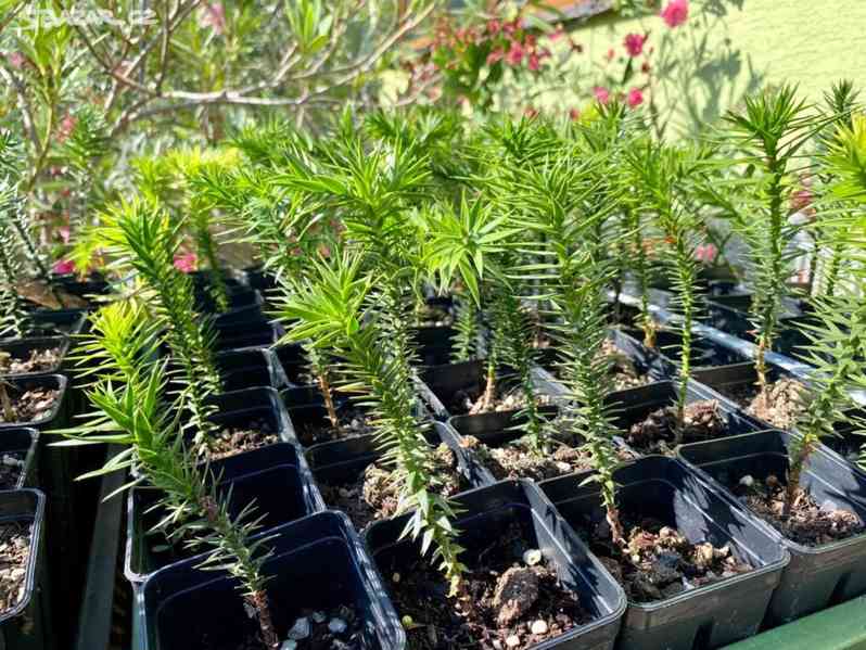 Blahočet čilský 15 až 90 cm - Araucaria araucana - foto 8
