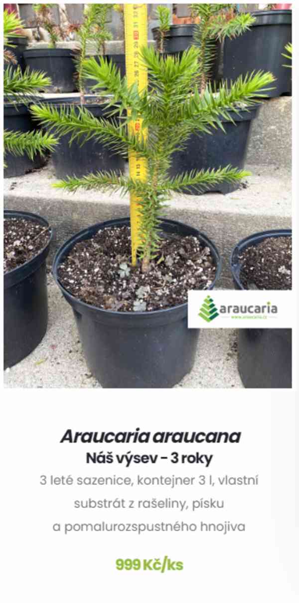 Blahočet čilský 15 až 90 cm - Araucaria araucana - foto 2