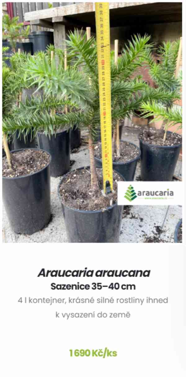 Blahočet čilský 15 až 90 cm - Araucaria araucana - foto 3