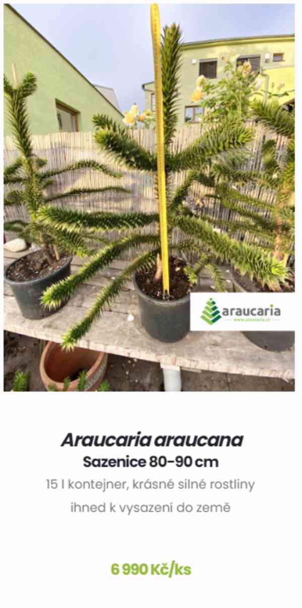 Blahočet čilský 15 až 90 cm - Araucaria araucana - foto 4
