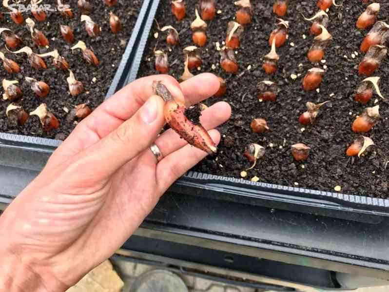 Blahočet čilský 15 až 90 cm - Araucaria araucana - foto 7