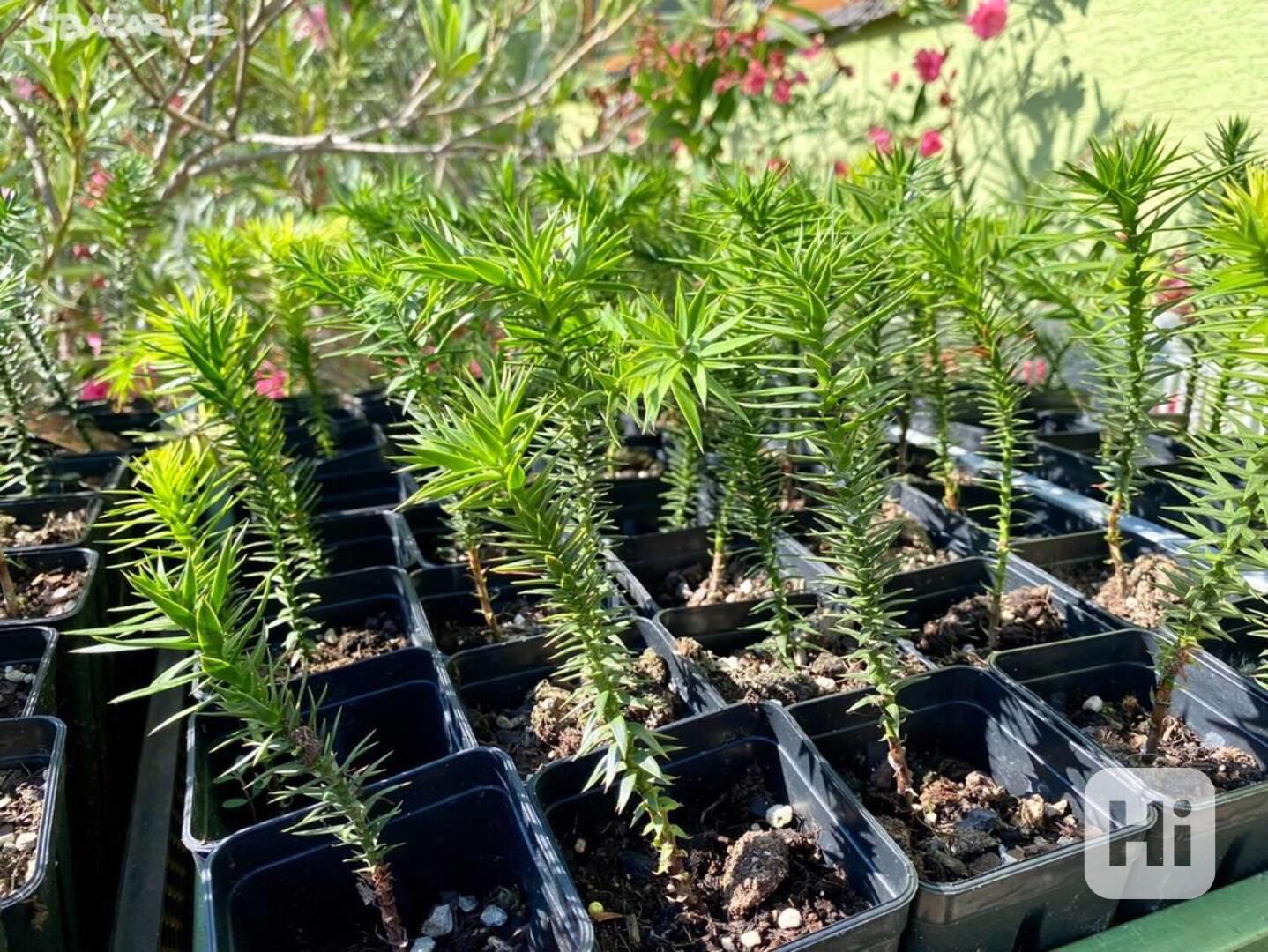 Blaho et ilsk 15 A 90 Cm Araucaria Araucana Bazar Hyperinzerce cz blaho-et-ilsk-15-a-90-cm-araucaria-araucana-bazar-hyperinzerce-cz