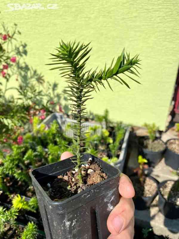 blaho-et-ilsk-15-a-90-cm-araucaria-araucana-bazar-hyperinzerce-cz