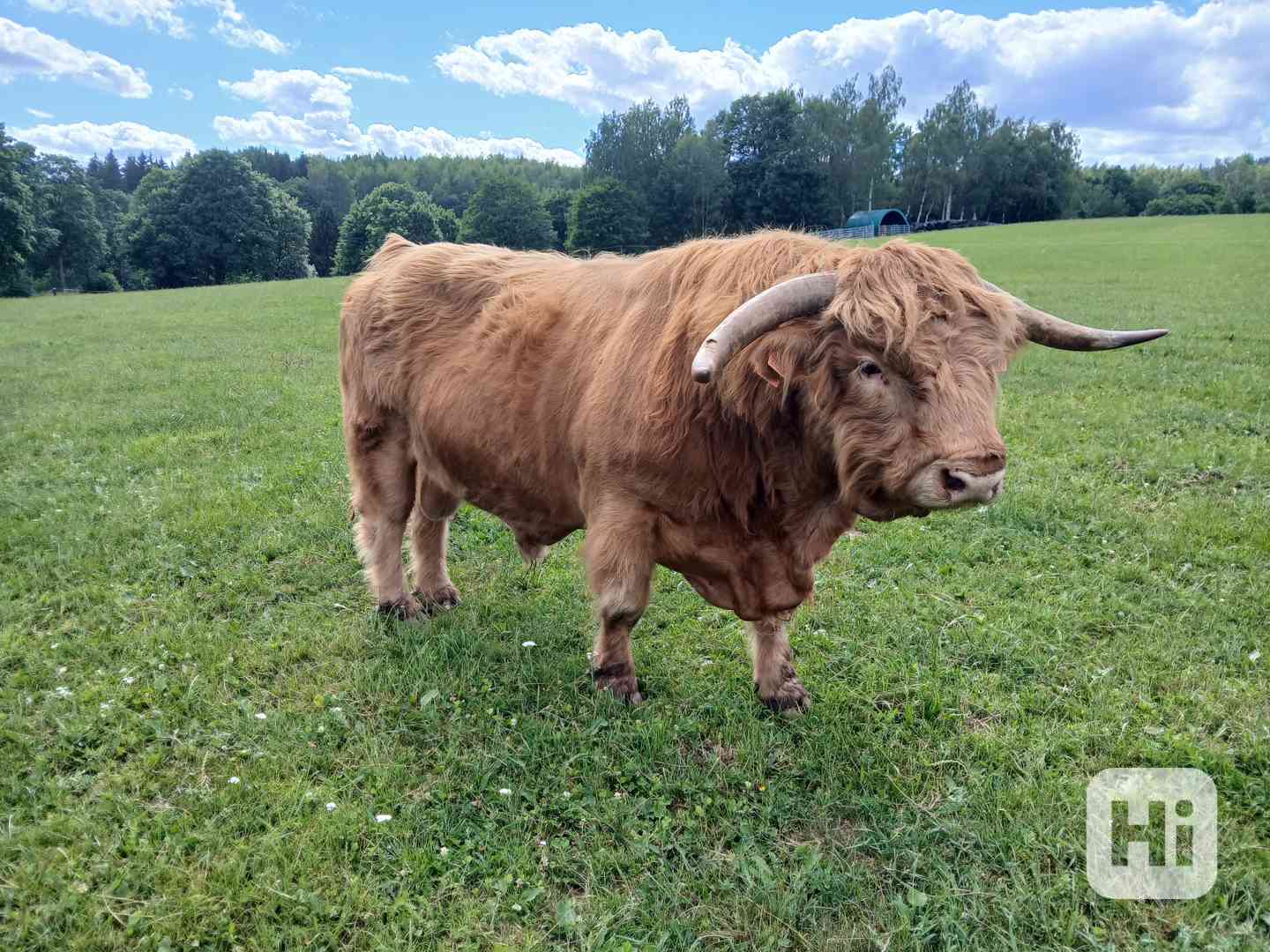 Prodám plemenného býka Highland skotský náhorní skot, - foto 1