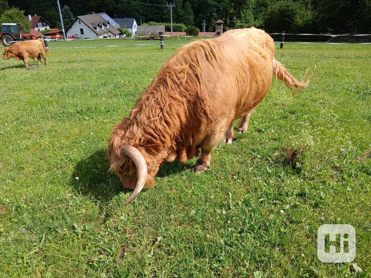 Prodám plemenného býka Highland skotský náhorní skot, - foto 1