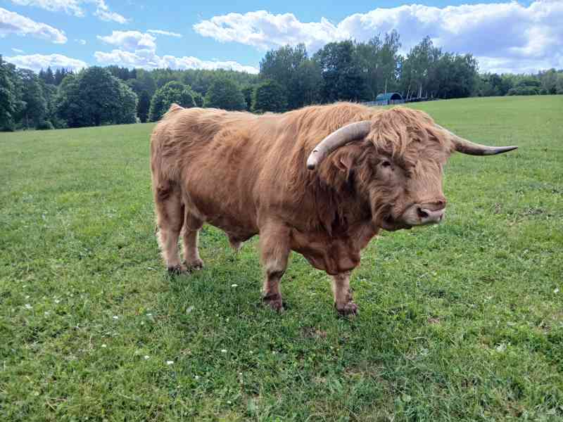 Prodám plemenného býka Highland skotský náhorní skot, - foto 2