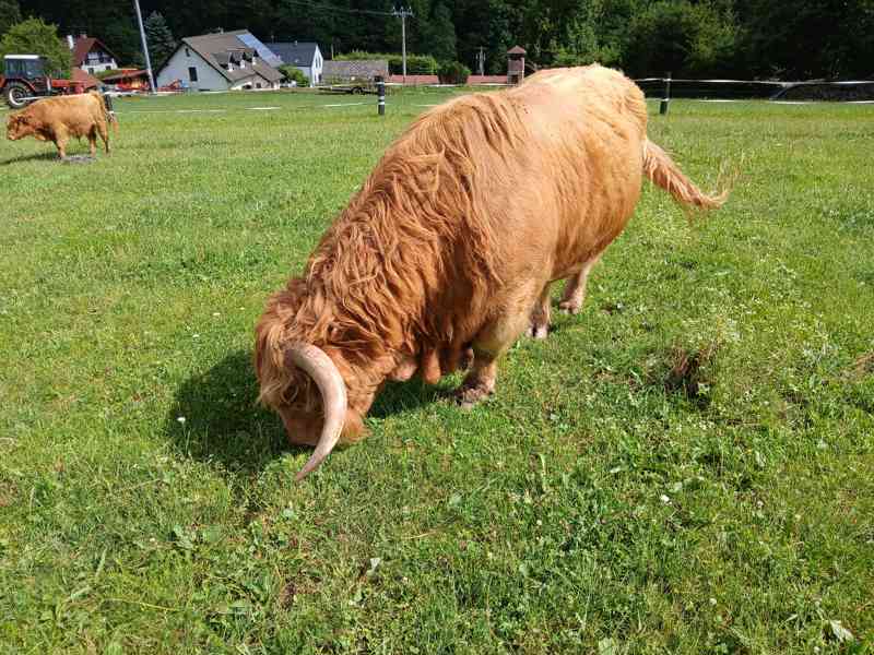Prodám plemenného býka Highland skotský náhorní skot,