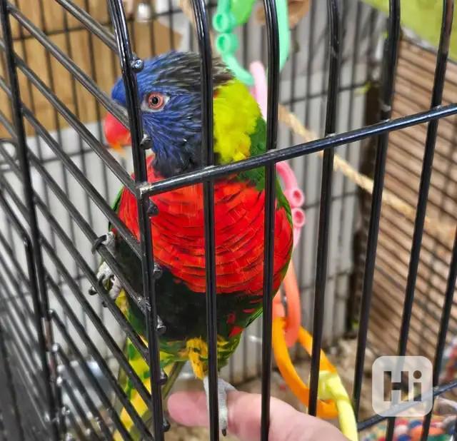 Samice duhového papouška - foto 1